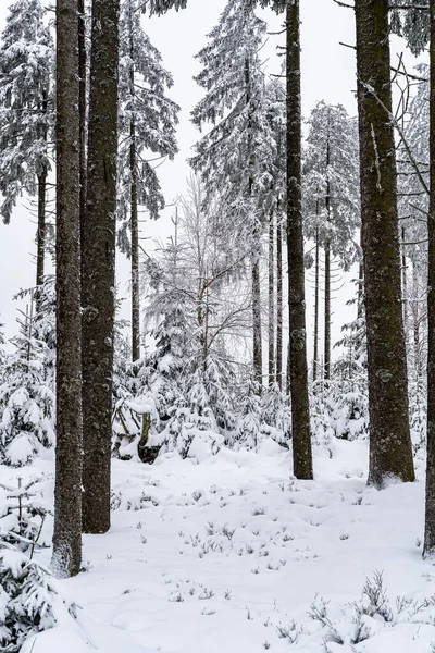 Μια Κάθετη Λήψη Δέντρων Καλυμμένων Από Χιόνι Στο Μαύρο Δάσος — Φωτογραφία Αρχείου