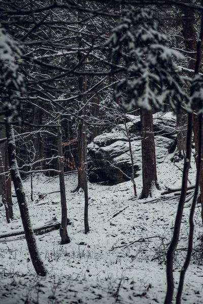 Vertikal Bild Frusna Träd Täckta Med Snö Skogen — Stockfoto