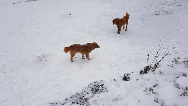 Dos Perros Marrones Sin Hogar Nieve — Foto de Stock