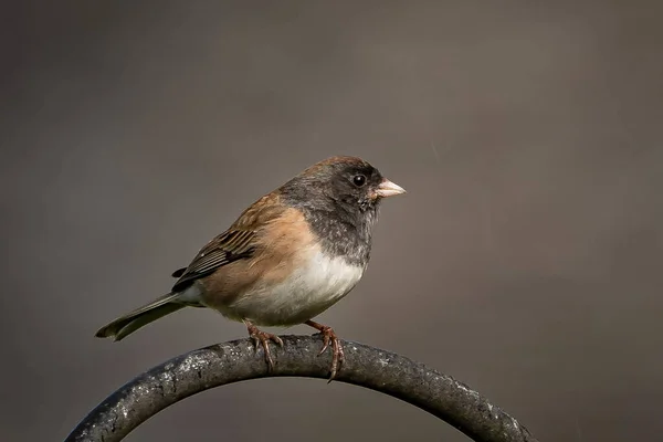 Een Schattige Kleine Vogel Zittend Een Boomtak Een Wazige Achtergrond — Stockfoto