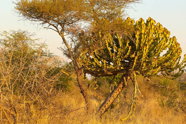 Ein Abstrakter Kakteenbaum Einem Afrikanischen Wildreservat — Stockfoto