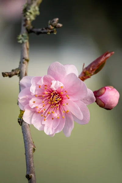 Plan Vertical Belles Fleurs Roses Sur Branche Arbre — Photo