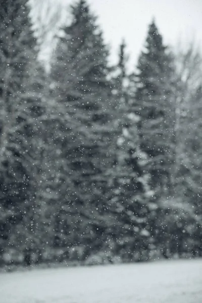 Вертикальный Снимок Снежинки Снежного Леса Заднем Плане — стоковое фото