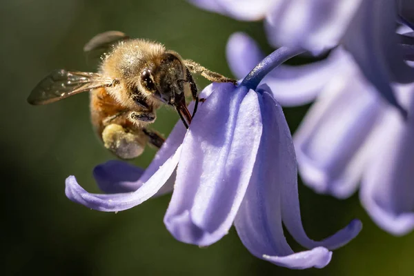 Méh Virág Növény — Stock Fotó