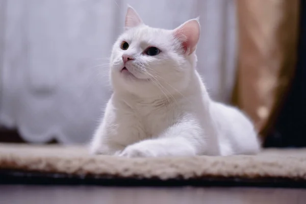Adorable White Angora Cat Heterochromia Eyes — Stock Photo, Image