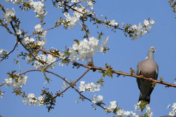 Corvo Bonito Pousando Galho Árvore Com Flores Brancas Contra Céu — Fotografia de Stock