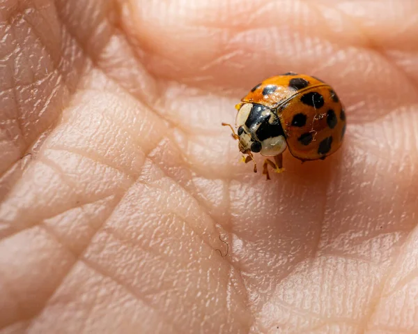 Une Prise Vue Sélective Une Coccinelle Mignonne Sur Main Une — Photo