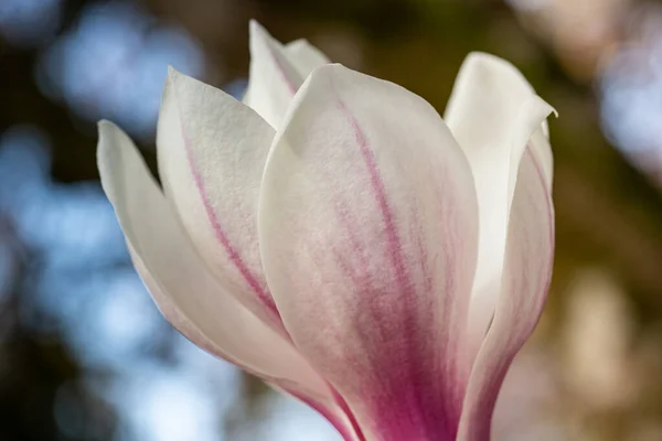 Tiro Close Pétalas Rosa Brancas Uma Flor — Fotografia de Stock