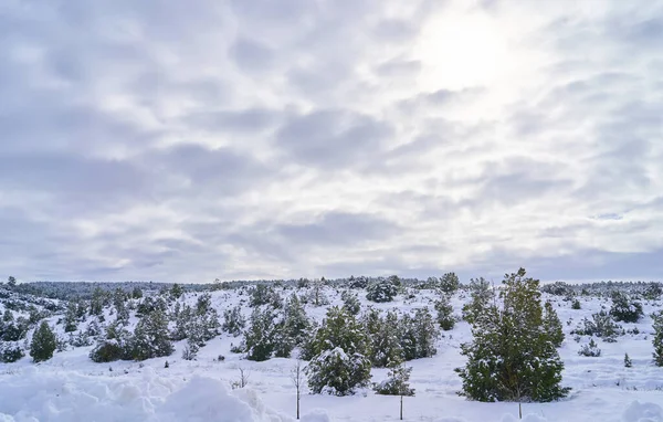 Гарний Зимовий Пейзаж Листяними Деревами Вкритими Снігом Під Хмарним Небом — стокове фото