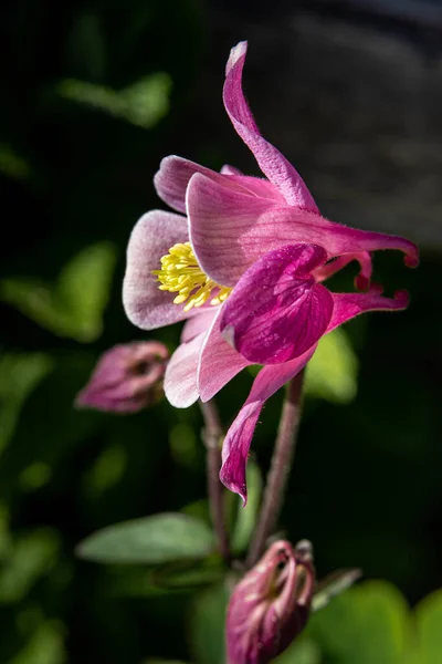 Vertikální Záběr Columbine Poli Pod Slunečním Světlem Rozmazaným Pozadím — Stock fotografie