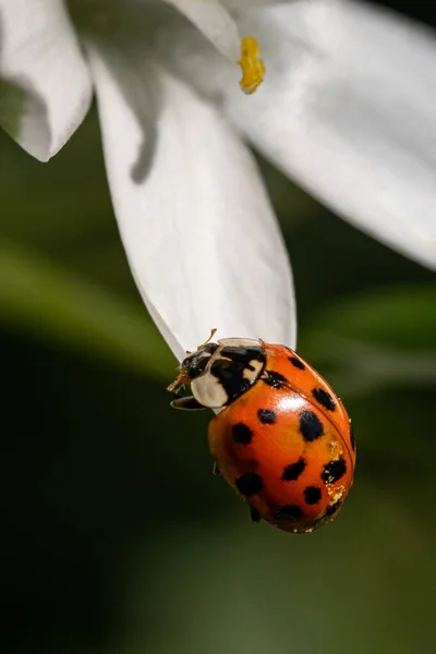 Gros Plan Vertical Une Coccinelle Sur Pétale Blanc — Photo