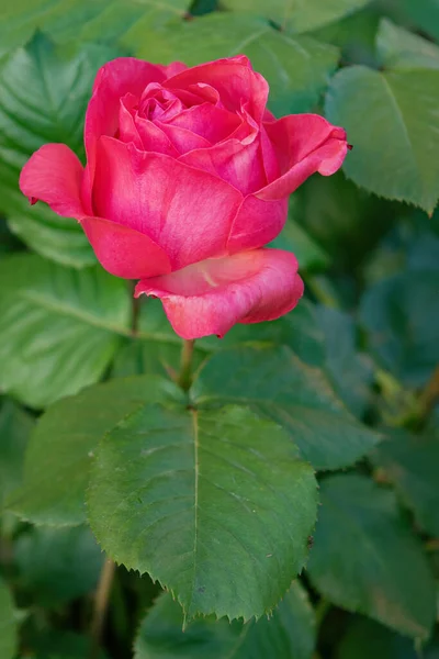 Вертикальный Селективный Снимок Розовой Розы — стоковое фото