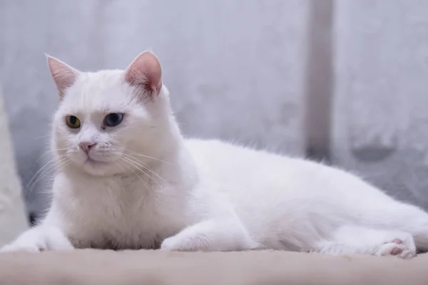 ヘテロクロミアの目をした可愛い白いアンゴラ猫 — ストック写真