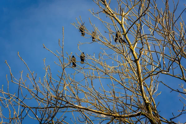 Снимок Птиц Низким Углом Сидящих Одиноком Дереве Голубым Небом — стоковое фото