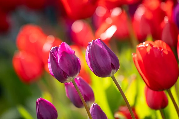 Gros Plan Tulipes Pourpres Rouges Fleurs — Photo