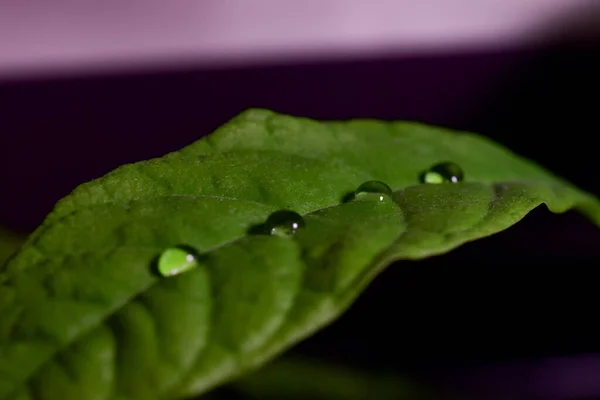 Selective Focus Shot Dewdrops Leaf — Stock Photo, Image