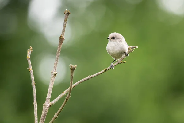 Nahaufnahme Eines Kleinen Weißen Vogels Auf Einem Ast Mit Verschwommenem — Stockfoto