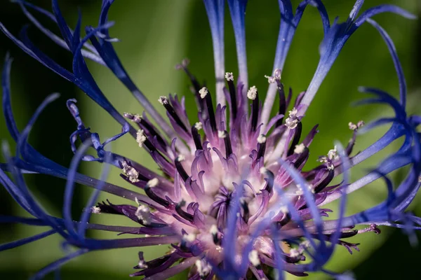 Primer Plano Una Floreciente Flor Azul Montaña Púrpura — Foto de Stock