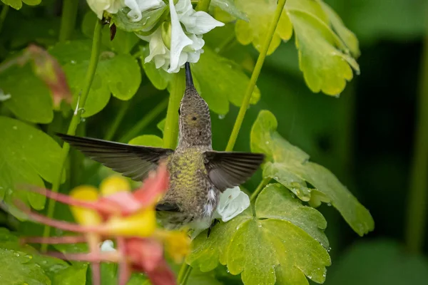 Eine Nahaufnahme Eines Schönen Kolibris Der Aus Einer Blume Trinkt — Stockfoto