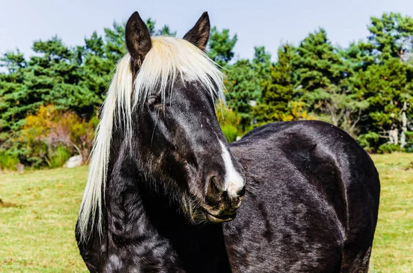 Fancy Horse Grazing Green Field Ranch — Stock Photo, Image