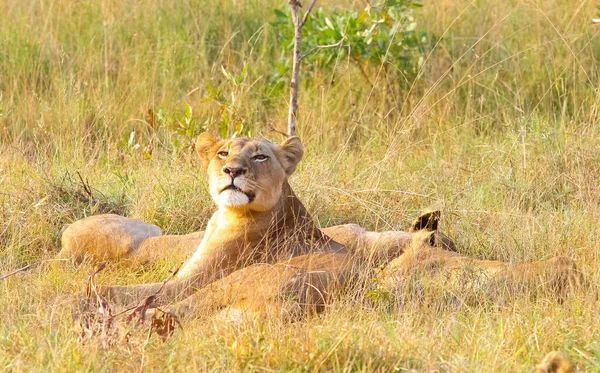 Una Leona Mirando Cámara Mientras Descansa Sobre Hierba Seca — Foto de Stock