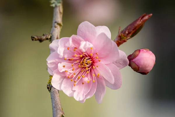 Gros Plan Une Fleur Cerisier Fleurs — Photo