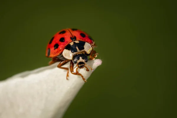 Gros Plan Une Coccinelle Assise Sur Pétale Une Fleur — Photo