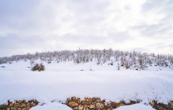 一片美丽的冬季风景 无叶的树木在多云的天空下被雪覆盖着 — 图库照片