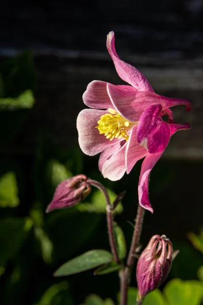 Pionowe Ujęcie Pięknego Różowego Kwiatu Małymi Pyłkami — Zdjęcie stockowe