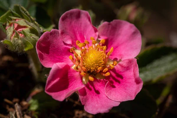 Closeup Fragaria Comarum Hybrids Field Sunlight — Stock Photo, Image