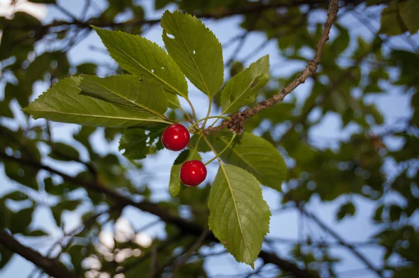 Plan Vertical Faible Angle Baies Cerises Délicieuses Sur Une Branche — Photo