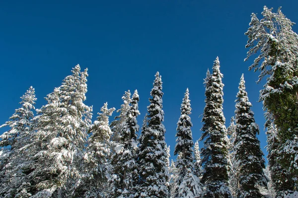 Vackert Vinterlandskap Med Snötäckta Träd — Stockfoto