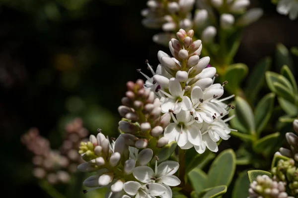 Detailní Záběr Bílých Květin Lilac Zahradě — Stock fotografie