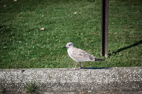 Una Gaviota Gris Pie Cerca Del Césped Verde —  Fotos de Stock