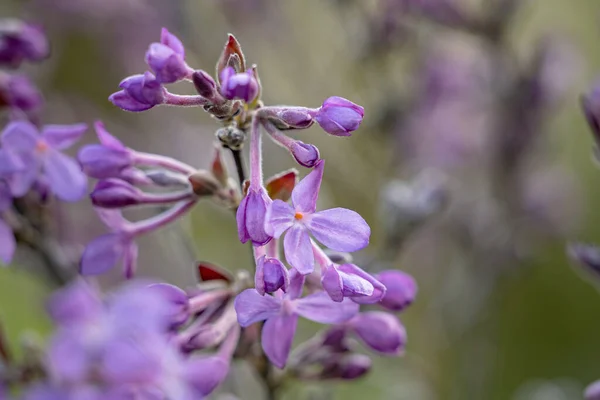 Uma Bela Foto Lilacs Roxo Fundo Embaçado — Fotografia de Stock