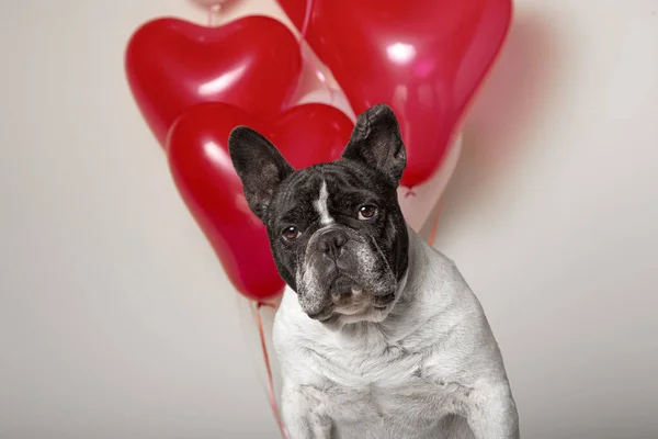 Closeup Shot French Bulldog Red White Heart Shaped Balloons Strings — Stock Photo, Image