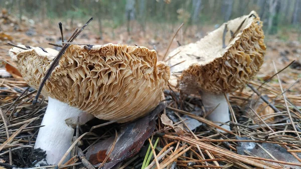 Närbild Vilda Svampar — Stockfoto