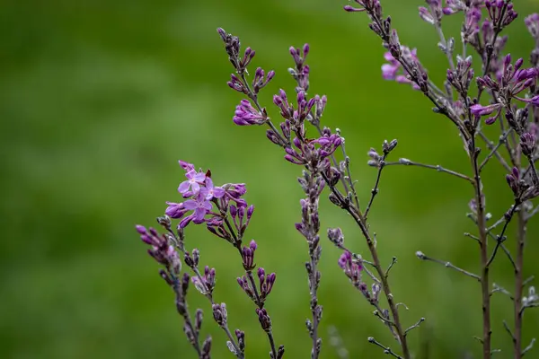 Tiro Foco Seletivo Flores Roxas Exóticas Campo Coberto Grama — Fotografia de Stock