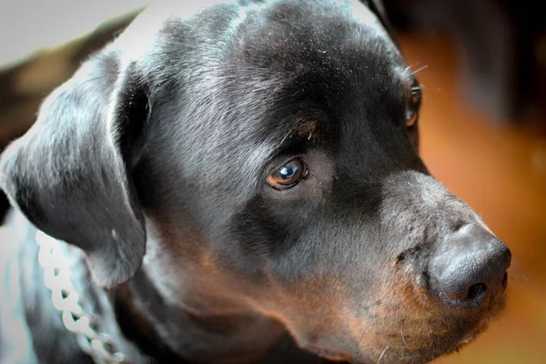一个可爱的黑色和棕色Rottweiler的特写镜头 — 图库照片