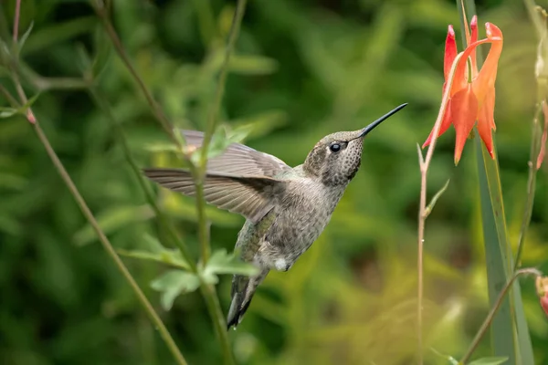 Eine Selektive Fokusaufnahme Eines Bienenfressers Der Der Nähe Der Kleinen — Stockfoto