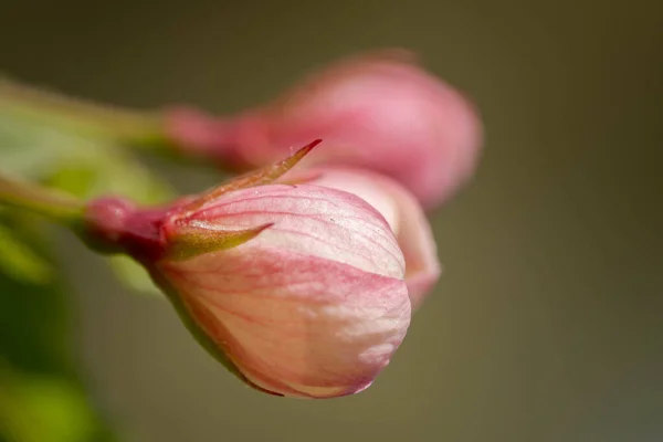 Zbliżenie Ujęcie Anthurium Kwiat Rozmytym Tle — Zdjęcie stockowe