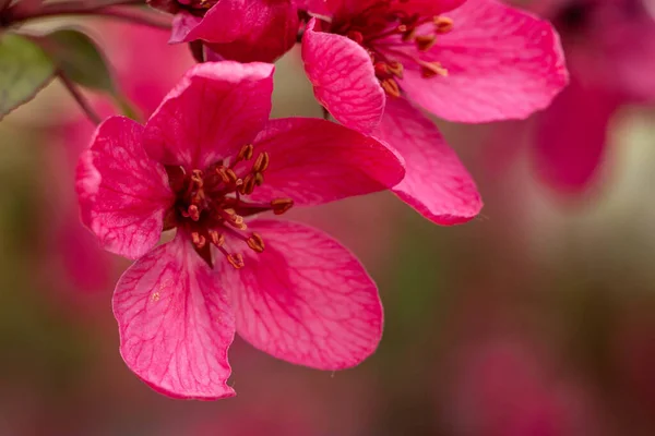 Primer Plano Una Flor Cerezo Rosa Flor — Foto de Stock
