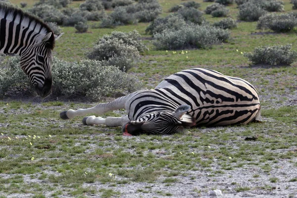 Schöne Aufnahme Eines Toten Zebras Der Savanne — Stockfoto