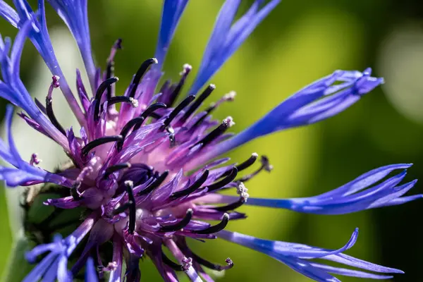 Крупним Планом Екзотична Фіолетова Квітка Довгими Опитуваннями — стокове фото