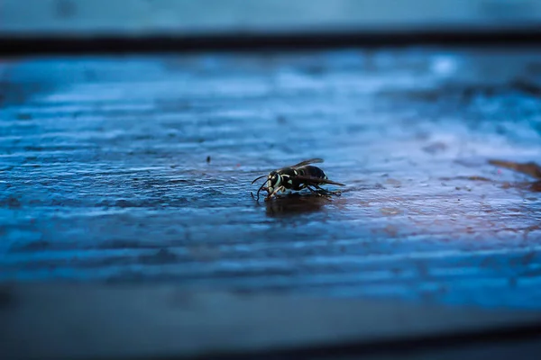 小昆虫在蓝色潮湿的表面上的特写镜头 — 图库照片