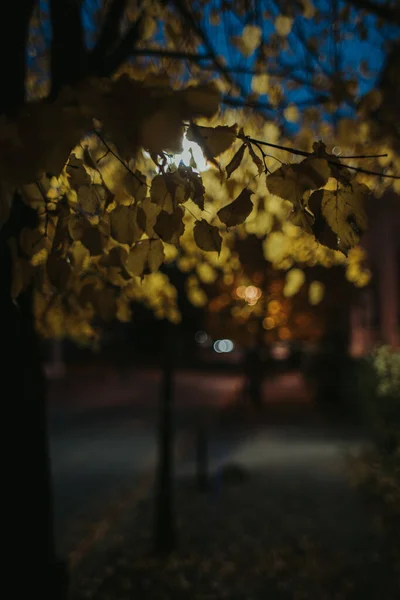 歩道のぼやけた背景にある木の黄色の葉の垂直ショット — ストック写真