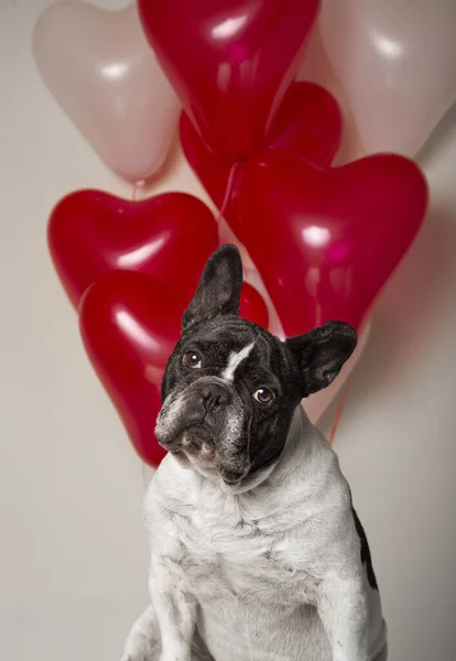 Vertical Shot French Bulldog Red White Heart Shaped Balloons Strings — Stock Photo, Image