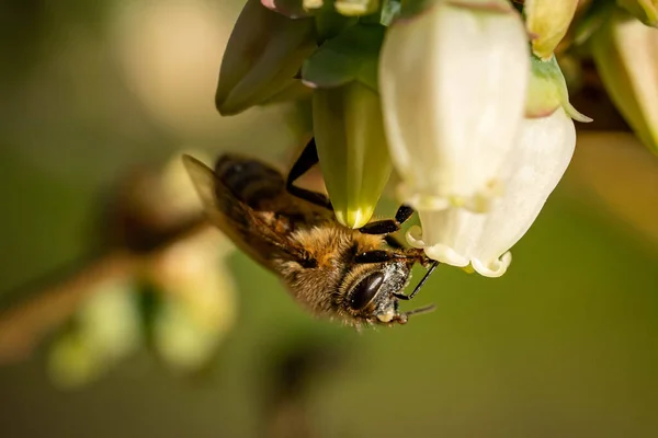 模糊背景下花朵上蜜蜂的宏观照片 — 图库照片