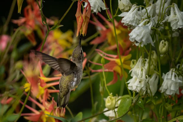 Eine Nahaufnahme Eines Schönen Kolibris Der Aus Einer Blume Trinkt — Stockfoto