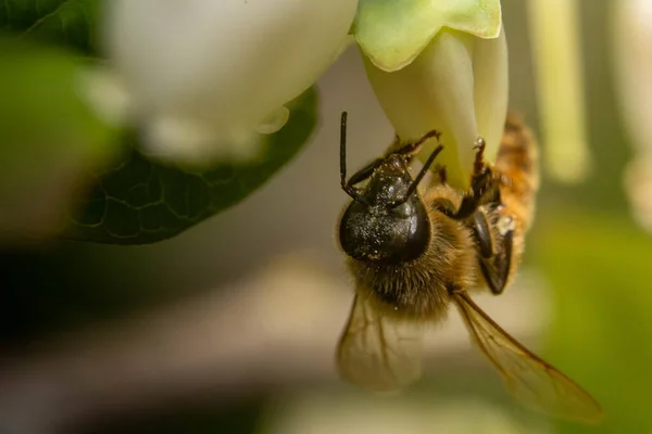 花上一只大黄蜂的宏观照片 — 图库照片